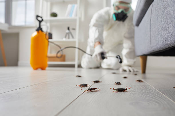 Post-Treatment Bed Bug Interceptor Monitoring in Magnolia